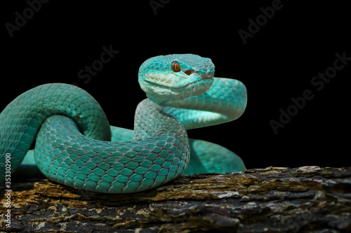 Blue Viper Snake On Black Background Buy This Stock Photo And Explore Similar Images At Adobe Stock Adobe Stock