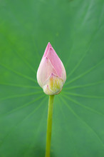 One Bud Pink Lotus Flower Stand Alone And Leaf Background