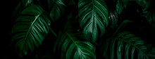 Tropical Leaf, Abstract Green Leaf Texture, Nature Background