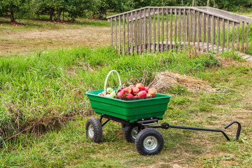 lots of apples in basket in the garden cart country farm.