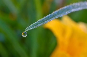 spring dew on leaves and grassem