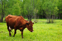  A Brown Cow Grazes In A Green Flowering Meadow