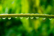 water drop on papaya brunch  affter rainfal