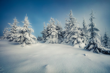 Poster - Spectacular morning view of mountain forest. Stunning outdoor scene with fir trees covered of fresh snow. Beautiful winter landscape. Happy New Year celebration concept.