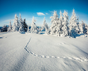 Poster - Splendid morning view of mountain forest. Bright outdoor scene with fir trees covered of fresh snow. Beautiful winter landscape. Happy New Year celebration concept.