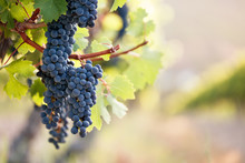 Bunches Of Red Wine Grapes On Vine, Bright Background On Blurred Vineyard Row.