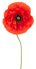 Wall Mural - poppy flower isolated