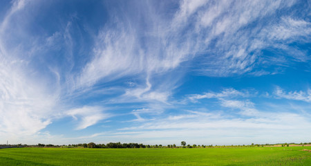 beautiful summer landscape with forest , blue sky and white clouds, a panorama. spring landscape wit
