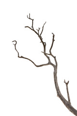 dry branch of dead tree with cracked dark bark.beautiful dry branch of tree isolated on white backgr
