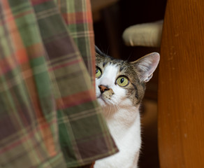 Naklejka na meble じっと見る　キジトラ猫　キジトラ白