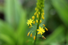 Bulbinella Flower