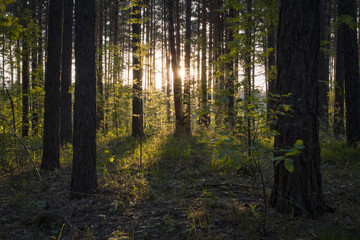 sunset in the woods