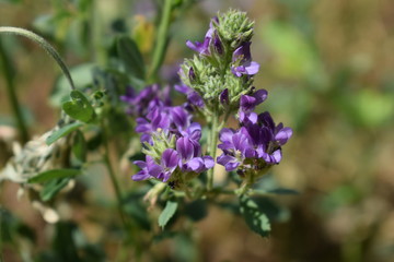 Wall Mural - Medicago sativa, alfalfa, lucerne in bloom - close up. Alfalfa is the most cultivated forage legume in the world and has been used as an herbal medicine since ancient times.