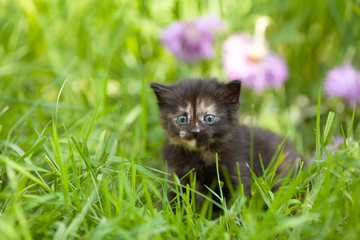 Wall Mural - Little cute tortoiseshell kitten sits in the grass on a green lawn