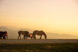 Fototapeta Konie - A group of horses walking in the mountains at sunset