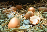 Fototapeta Mapy - Many eggs in the nest are made from straw. Food obtained from chickens on farms. Healthy products from farmers. Products from rural areas.