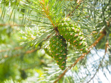 Closeup Young Green Pine Cones Hanging On A Branch Of Pine Tree In Summer