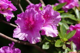 Fototapeta Tęcza - Closeup blossom of a pink rhododendron in full bloom in summer