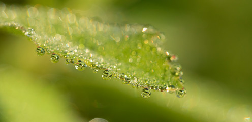 Wall Mural - Dew drops on fresh green grass, close-up.