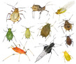 © Alexey Protasov - Aphids (plant lice, greenfly, blackfly or whitefly), (Hemiptera: Aphididae) are among the most destructive insect pests on cultivated plants in temperate regions. Isolated on a white background