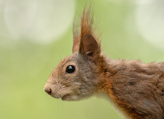 Sticker - Eichhörnchen Portrait