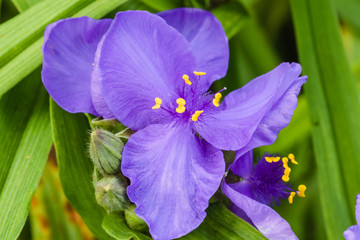 close up of a a purple Spiderwort blossom and leaves in the  garden