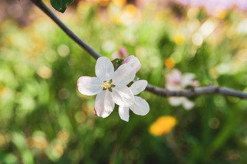 Blossoming branch of apple tree, spring floral background, beauty of nature