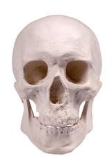 gypsum human skull isolated on white background