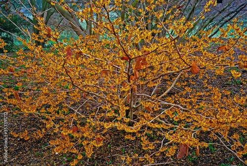 Fotografía Hamamelis mollis 'Coombe Wood' in a woodland garden