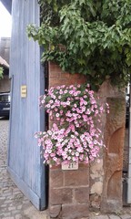  flowers in the street