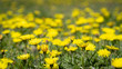 Żółte kwiaty na łące