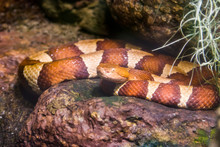  The Northern Copperhead Is Species Of Venomous Snake, A Pit Viper, Endemic To Eastern North America.
Its Behavior May Lead To Accidental Encounters With Humans.
