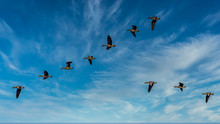Flock Of Birds Flying In Blue Sky