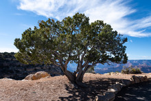 Juniper Tree At The Grand Canyon