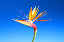 Bird Of Paradise Flower, Strelitzia Reginae