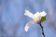 White flower of Kobushi magnolia - Magnolia kobus. It is called 