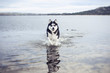 Husky dog running in the water