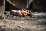 Fototapeta  - Newly born piglets resting on the ground