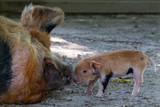 Fototapeta  - Newly born piglet nose to nose with its mom