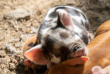 Fototapeta  - Small piglet half sleeping on his siblings