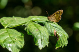 Fototapeta  - Butterfly sitting on a green leaf