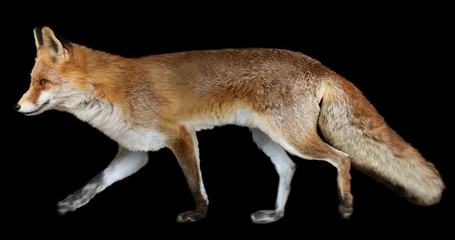 Wall Mural - Red fox walking realistic animation. Isolated animal video including alpha channel allows to add background in post-production. Element for visual effects.