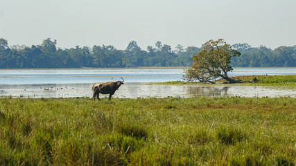 Wall Mural - An adult wild water buffalo also called Asiatic buffalo with large pairs of horns standing on the edge of a lake close to a fallen tree at a national park in Assam India