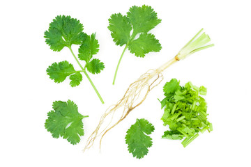 Set of fresh green coriander leaves and sliced and root isolated on white background, Brach and leaf of coriander with water drop