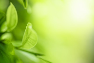 Wall Mural - Closeup beautiful view of nature green leaves on blurred greenery tree background with sunlight in public garden park. It is landscape ecology and copy space for wallpaper and backdrop.