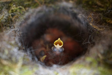  Close Up Of Four Little Great Tit (Parus Major) Baby Birds In Nest, Freshly Hatched About 2 Days Old.      
