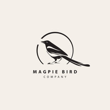 Simple Modern Magpie Bird Logo In Circle Frame With Inscription. Animal Vector Icon Isolated On Light Background, Template Element For Web Design
