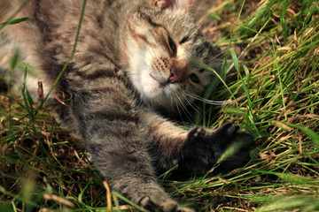 Portrait of wild fluffy cat