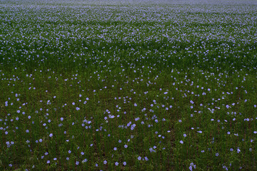 Blooming flax in a green spring meadow