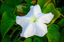 ホワイトムーンフラワー 無料画像 - Public Domain Pictures